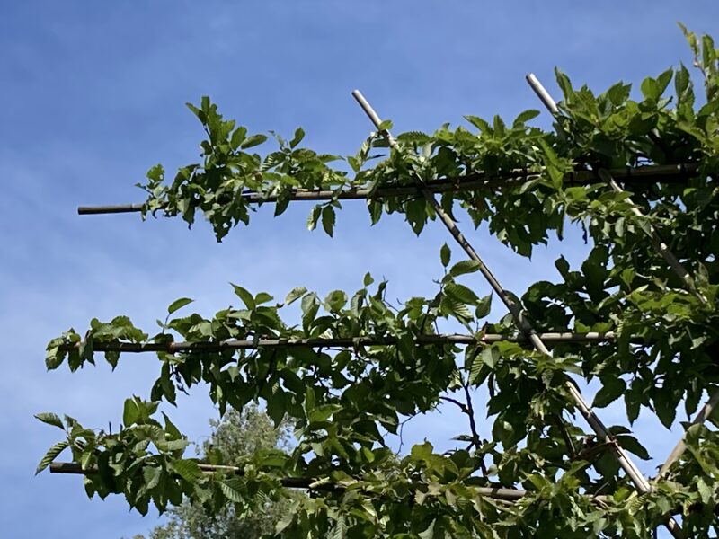 Parastais skabārdis (Carpinus Betulus) Špalera  