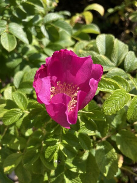 Rievainā roze (Rosa rugosa ‘Rubra’ )