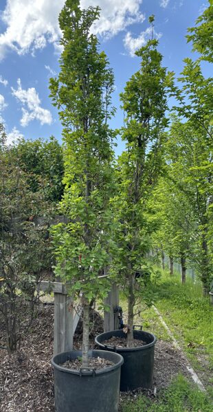 Piramidālie ozoli (Quercus robur 'Fastigiata Koster') 3- 3,5 m
